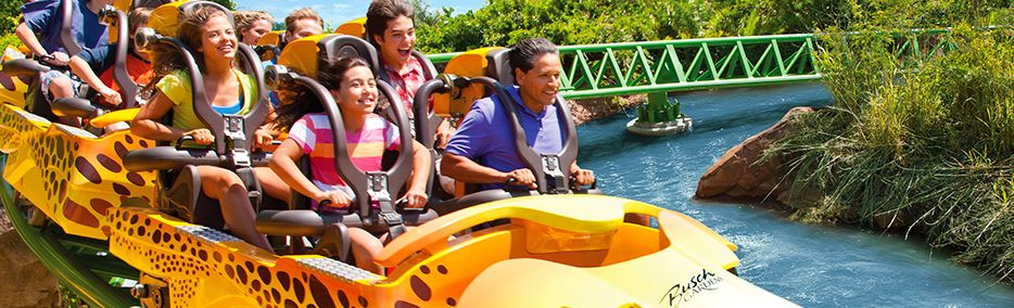 cat florida busch cat florida busch